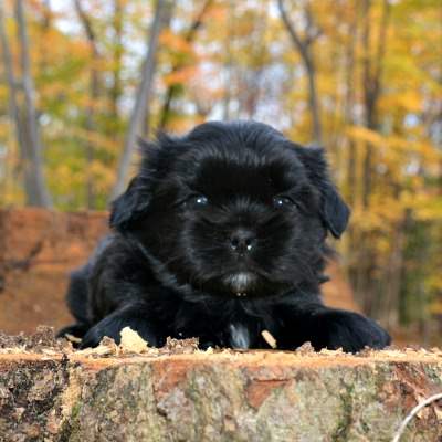 A black Shih Tzu puppy poses on a tree stump in front of colorful Fall foliage.