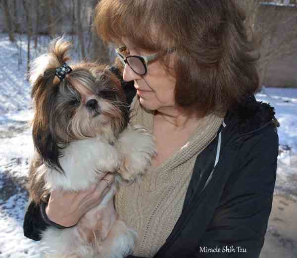 shih tzu needing a new home