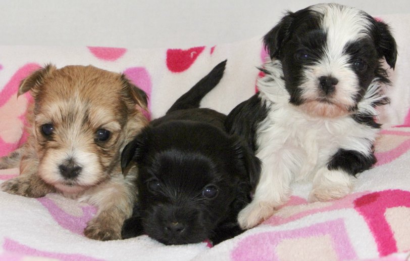 boston terrier and shih tzu puppy