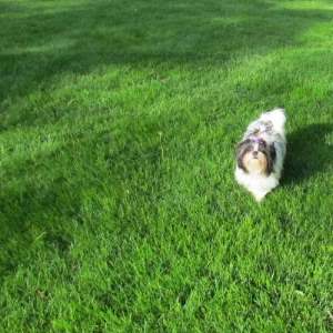 When off lead, your dog should come when called.