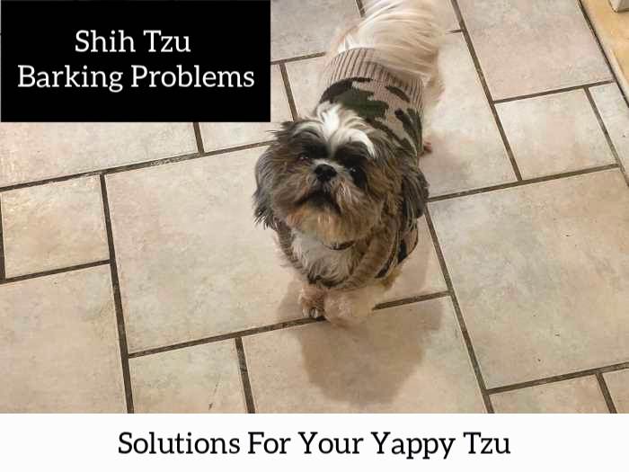 how to get a shih tzu to stop barking