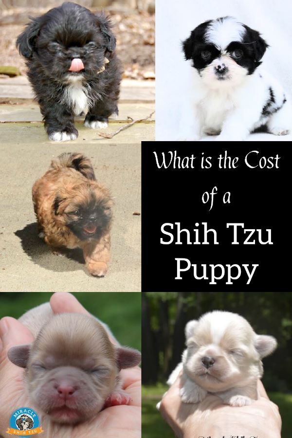 cost of a Shih Tzu puppy pin image