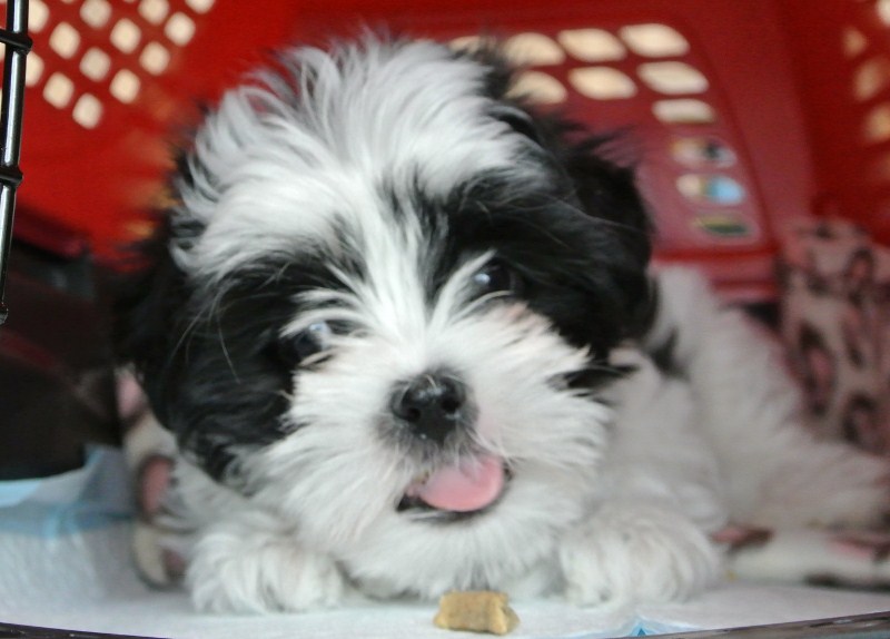 shih poo kennel