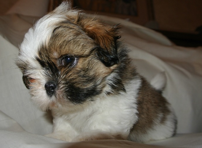 7 week old shih tzu puppy care