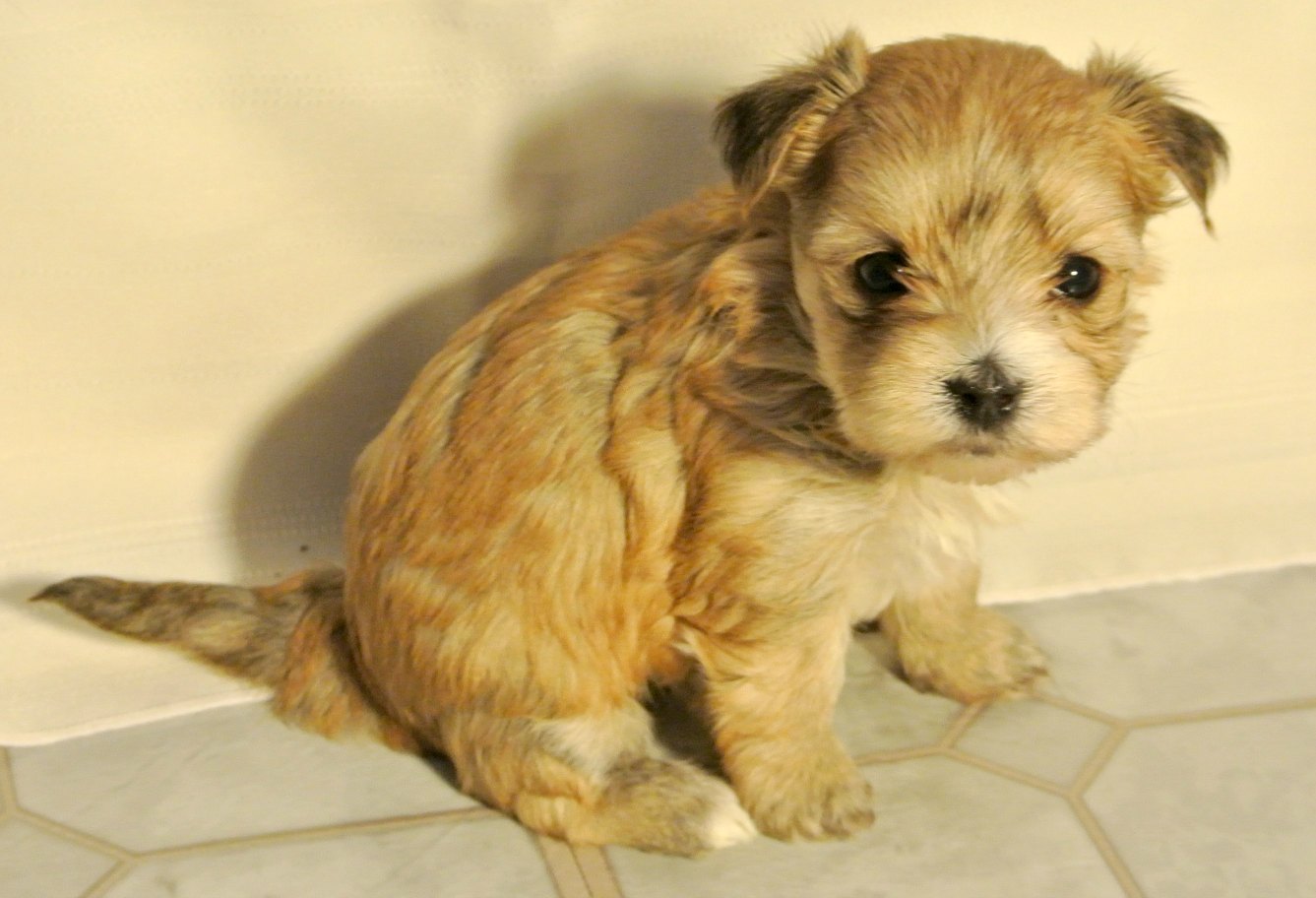 boston terrier and shih tzu puppy