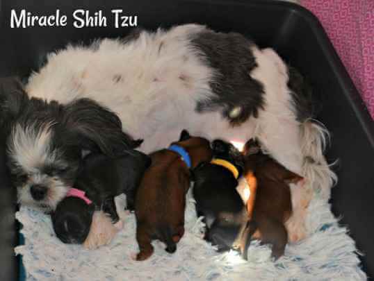 how many puppies does a shih tzu usually have