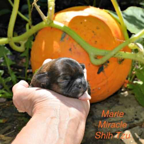 A very young Shih Tzu puppy held in front of a pumpkin