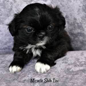 Shih Tzu Puppies For Sale in NE Ohio (Cleveland - Akron)