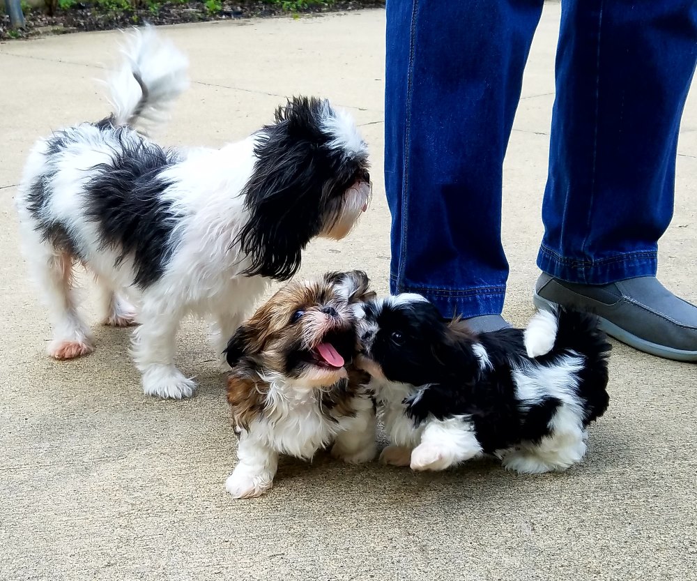Two Young Puppies in the litter are playing by using their mouth.