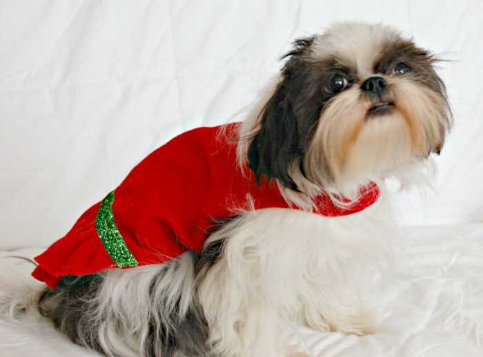 Dana-not-playing.jpg Dana-not-playing.jpg