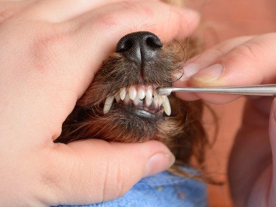 do dogs get more teeth at 1 year