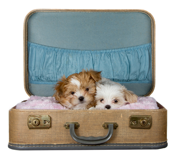 traveling with pets