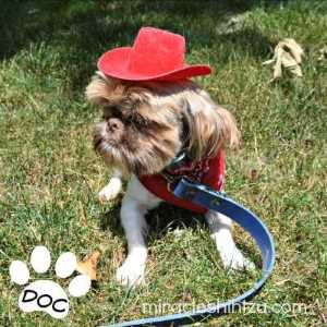 Doc seems to love the collar, but not the hat.