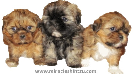 Three Shih Tzu puppies from the same litter. Three Shih Tzu puppies from the same litter.