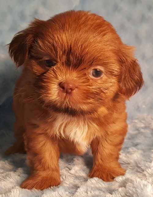 red brindle shih tzu