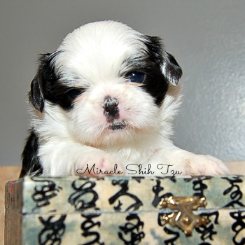 Black and white puppy
