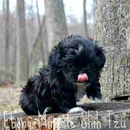 black male shih tzu