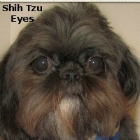 shih tzu eye color about shih tzu shih tzu eye color about shih tzu