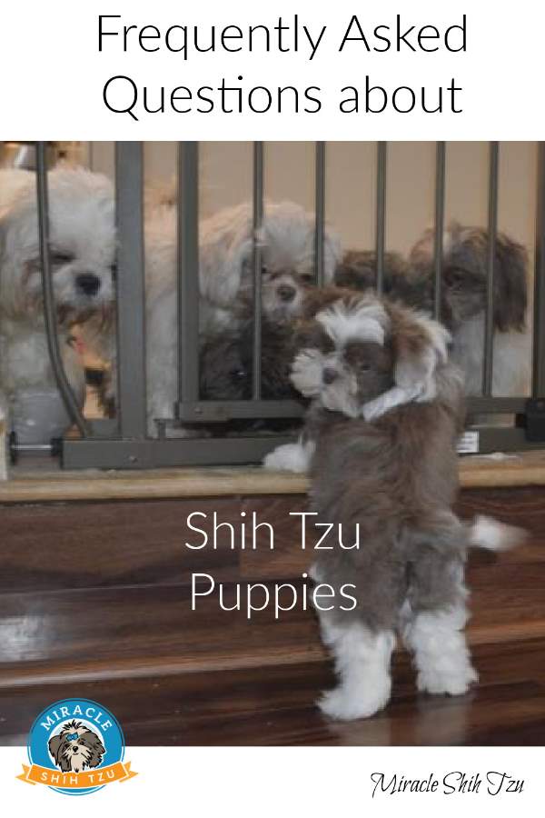 A Shih Tzu puppy is standing on a low step with adult Shih Tzu dogs in the background