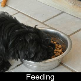 Feeding Your Shih Tzu