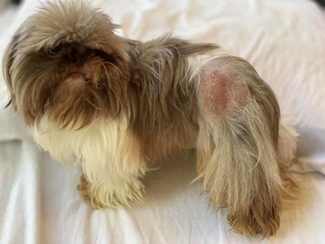 Ketchikan, a tiny Shih Tzu who underwent a femoral head ostectomy stands showing his sutures. Ketchikan, a tiny Shih Tzu who underwent a femoral head ostectomy stands showing his sutures.