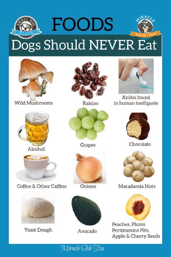 what fruits can shih tzu eat