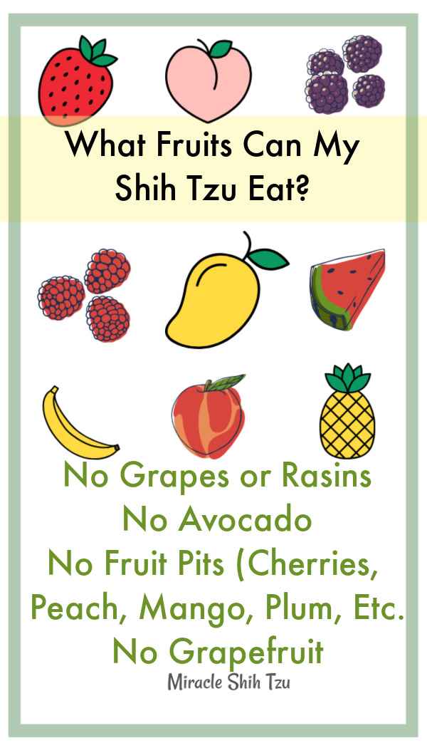 what foods are bad for shih tzus