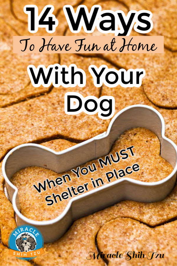Dog Biscuit Pinterest Pin