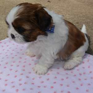 Training and socializing Shih Tzu Puppies