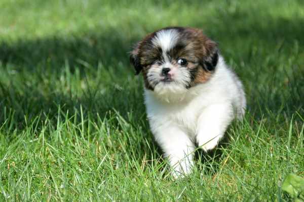 Prepare For the new Shih Tzu Puppy.