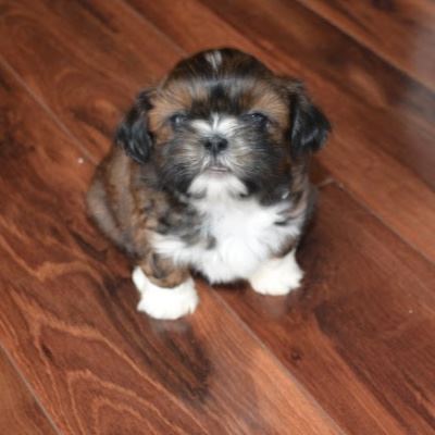 brindle and white puppy learning to sit brindle and white puppy learning to sit