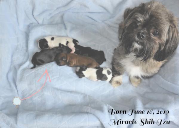 how can you tell if a shih tzu is pregnant