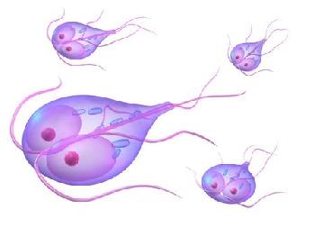 The trophozoite is mobile and lives in the small intestine of its host.