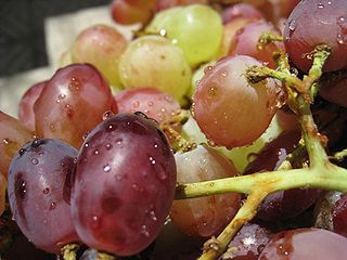 Dogs should never eat grapes or raisins.