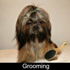 Grooming Your Shih Tzu Link