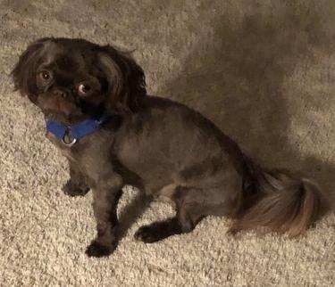 Gus with a deep chocolate colored hair coat Gus with a deep chocolate colored hair coat