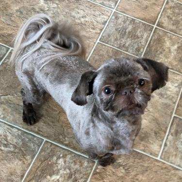 Gus after his hair lightened Gus after his hair lightened