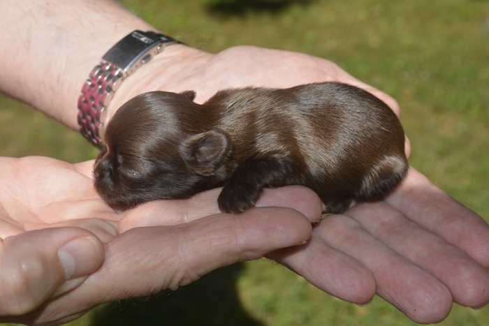 A one week old Shih Tzu held in a man's hands