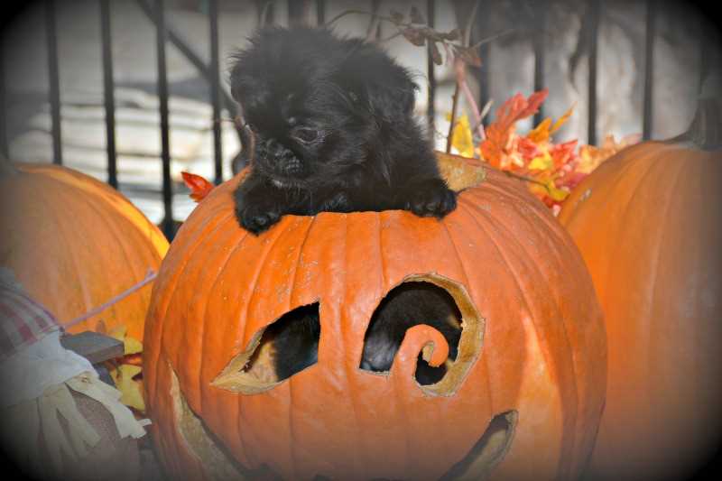 Awesome Autumn Puppy Names