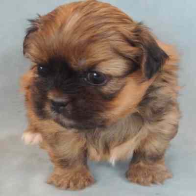 Feeding Shih Tzu Puppies