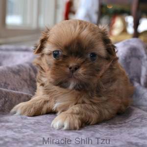 Breed Your Shih Tzu because You Want Another Puppy Just like the One You Have Now Breed Your Shih Tzu because You Want Another Puppy Just like the One You Have Now