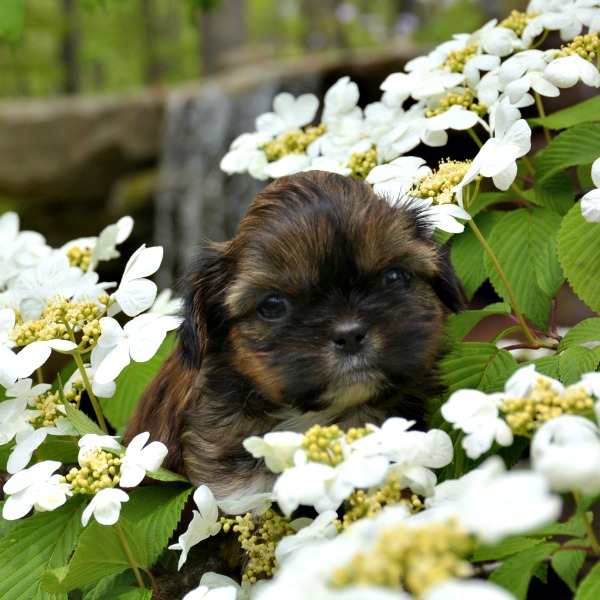 A Shih Tzu puppy surrounded by white flowers