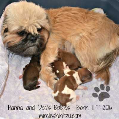 how can you tell if a shih tzu is pregnant