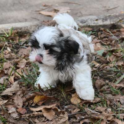 Preloved sales malshi puppies