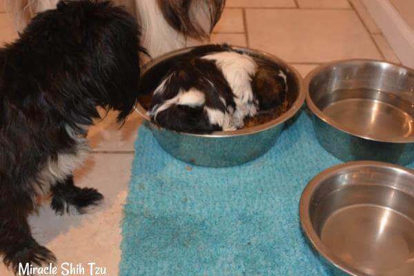Healthy-dog-food.jpg Healthy-dog-food.jpg