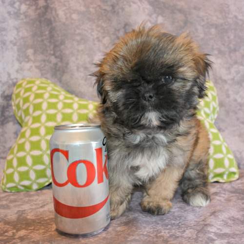 A small brindle colored Shih Tzu puppy posing with a can of coke