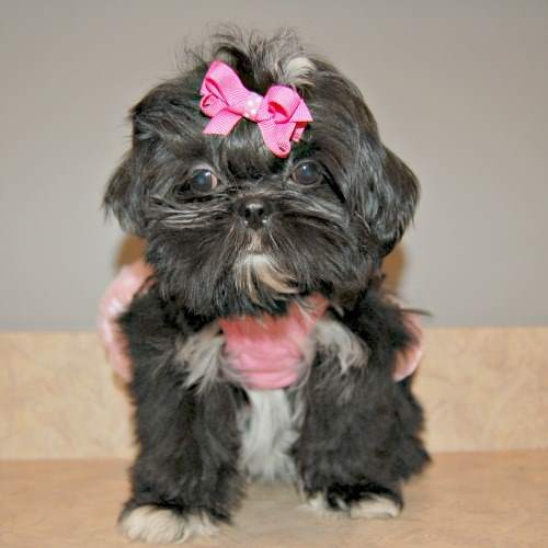 Betere Imperial Shih Tzu: Myth or Reality KV-22