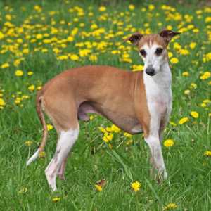 A purebred Italian Greyhound