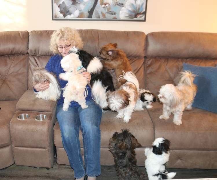 A pack of Shih Tzu dogs are interacting with their owner