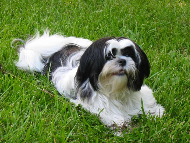 KC black and white Shih Tzu